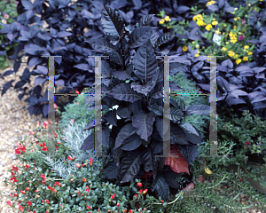 Picture of Graptophyllum pictum 'Black Beauty'
