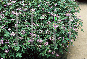 Picture of Cleome hassleriana 'Linde Armstrong'