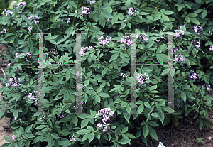 Picture of Cleome hassleriana 'Linde Armstrong'