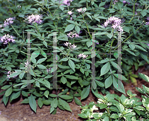 Picture of Cleome hassleriana 'Linde Armstrong'