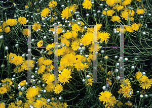 Picture of Grindelia chiloensis 