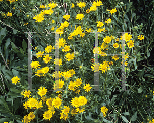 Picture of Grindelia integrifolia 