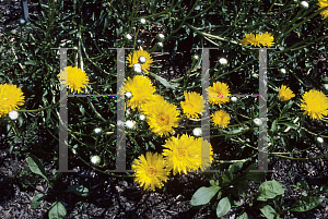 Picture of Grindelia chiloensis 