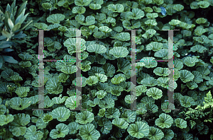 Picture of Gunnera magellanica 