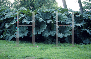 Picture of Gunnera manicata 