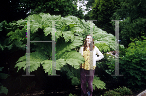 Picture of Gunnera manicata 