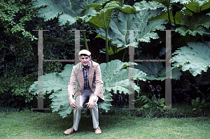 Picture of Gunnera manicata 