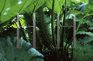 Picture of Gunnera manicata 
