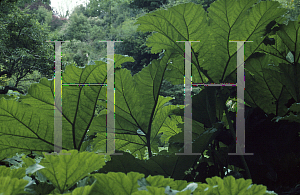 Picture of Gunnera manicata 