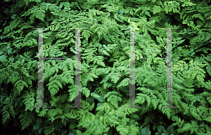 Picture of Gymnocarpium dryopteris 