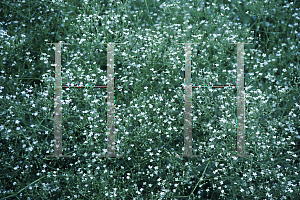 Picture of Gypsophila paniculata 'Perfecta'