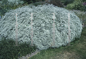 Picture of Gypsophila paniculata 'Bristol Fairy'