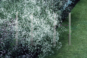 Picture of Gypsophila paniculata 'White Festival'