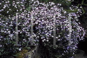 Picture of Gypsophila repens 'Letchworth Rose'