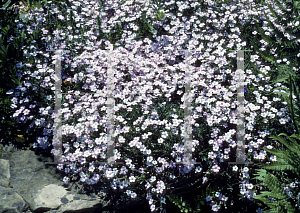 Picture of Gypsophila repens 'Rosea'