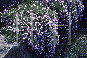 Picture of Gypsophila repens 'Rosea'