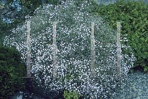 Picture of Gypsophila paniculata 'Viette's Dwarf'