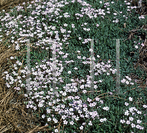 Picture of Gypsophila repens 'Rosea'