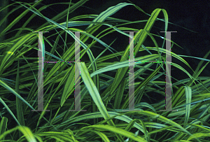 Picture of Hakonechloa macra 