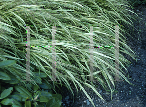 Picture of Hakonechloa macra 