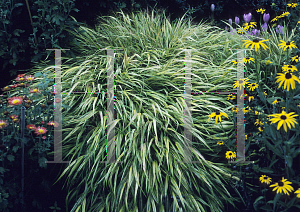 Picture of Hakonechloa macra 'Variegata'