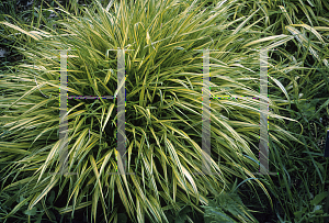 Picture of Hakonechloa macra 'Aureola'