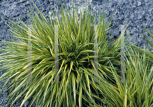 Picture of Hakonechloa macra 'Aureola'