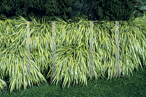 Picture of Hakonechloa macra 'Aureola'