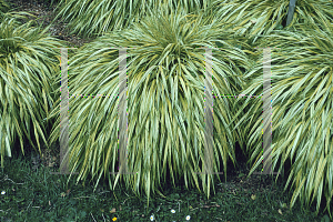 Picture of Hakonechloa macra 'Aureola'