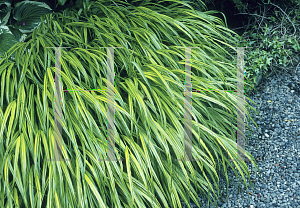 Picture of Hakonechloa macra 'Aureola'