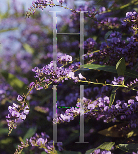 Picture of Hardenbergia violacea 