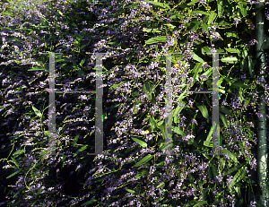 Picture of Hardenbergia violacea 