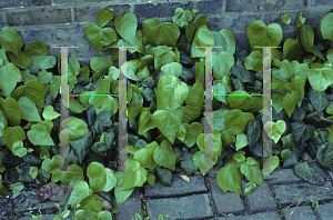 Picture of Hedera colchica 'Amaranthus'