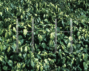 Picture of Hedera colchica 'Sulphur Heart'