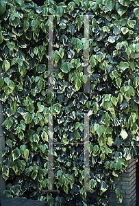 Picture of Hedera colchica 'Dentata Variegata'