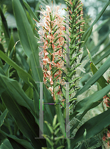 Picture of Hedychium coccineum 