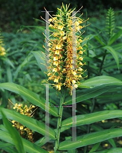 Picture of Hedychium coccineum 