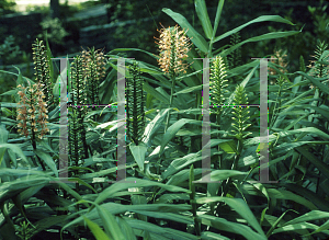 Picture of Hedychium coccineum 