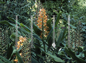 Picture of Hedychium coccineum 'Tara'