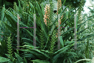 Picture of Hedychium coccineum 