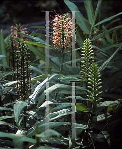 Picture of Hedychium coccineum 