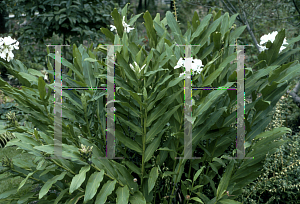 Picture of Hedychium coronarium 