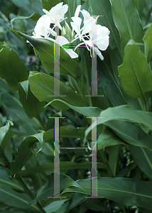 Picture of Hedychium coronarium 