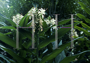 Picture of Hedychium coronarium 