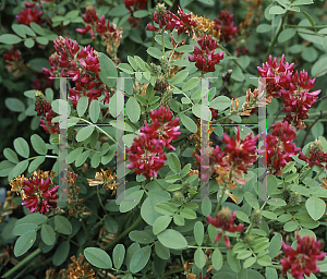 Picture of Hedysarum coronarium 