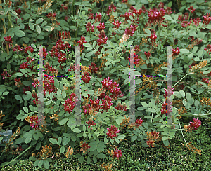 Picture of Hedysarum coronarium 