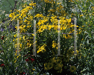 Picture of Helenium autumnale 