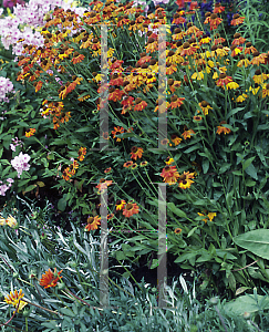 Picture of Helenium autumnale 