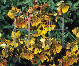 Picture of Helenium autumnale 'Brilliant'