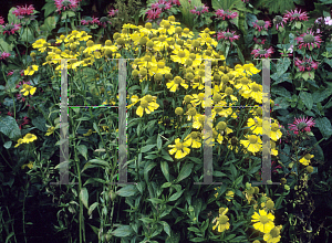 Picture of Helenium autumnale 'Butterpat'